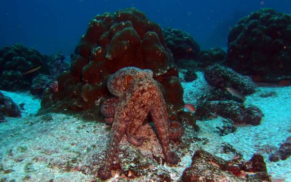 Polvo em mergulho em Darwin, em Galápagos (foto de Hnning Abheiden)